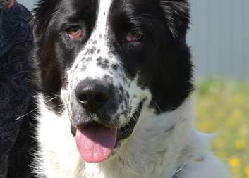 Canisterapie v Domově pokojného stáří