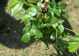 Sázení růží okolo sochy Panny Marie na zahradě DPS