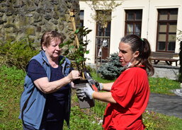 Sázení růží okolo sochy Panny Marie na zahradě DPS