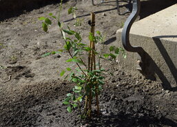 Sázení růží okolo sochy Panny Marie na zahradě DPS