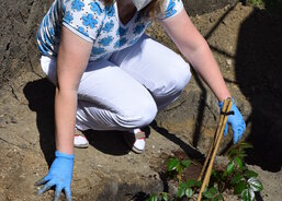 Sázení růží okolo sochy Panny Marie na zahradě DPS