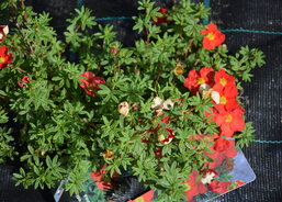 Květinová dekorace