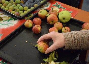 Moštujeme, pečeme a vyrábíme sirup